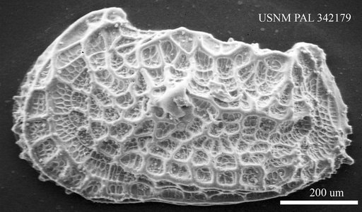 Abyssocythere sp.