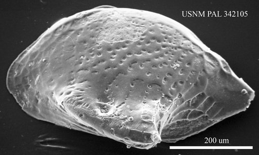Cytheropteron alatum Sars, 1866