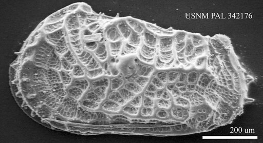 Abyssocythere sp.