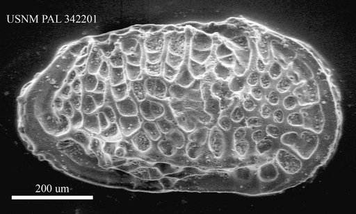 Poseidonamicus riograndensis Benson in Benson & Peypouquet, 1983