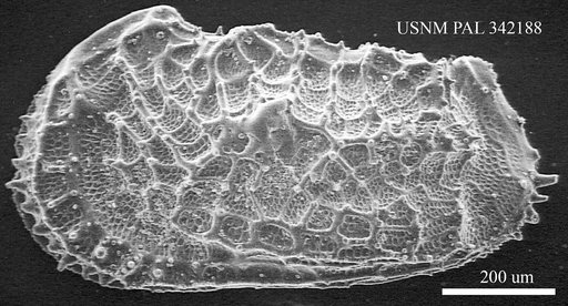 Abyssocythere sp.