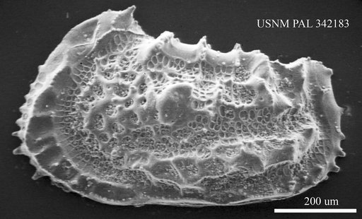 Abyssocythere sp.
