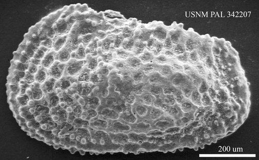 Henryhowella sp