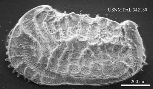 Abyssocythere sp.