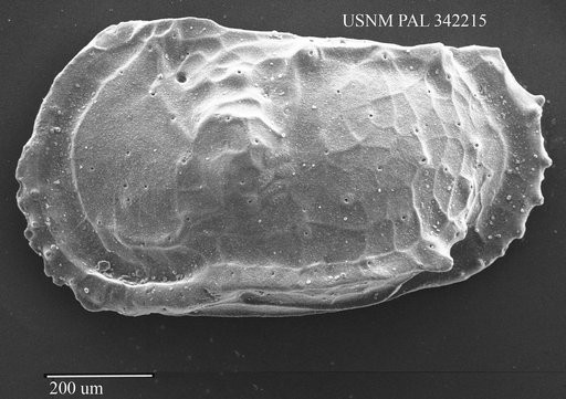 Dutoitella sp.