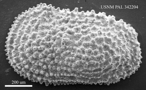 Henryhowella sp
