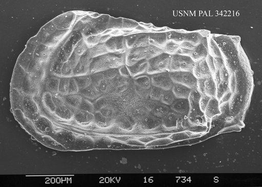 Bradleya sp.
