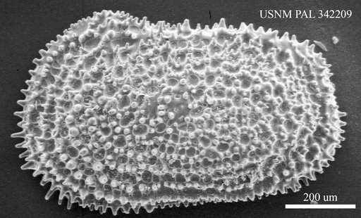 Henryhowella sp