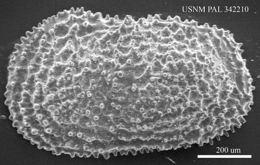 Henryhowella sp