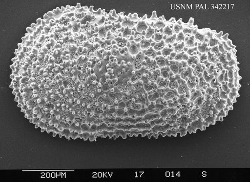 Wichmannella sp.