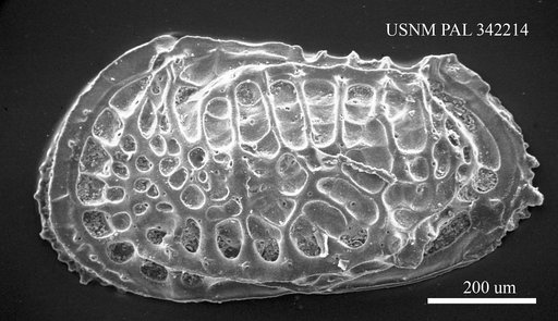 Poseidonamicus sp