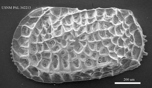 Bradleya sp.