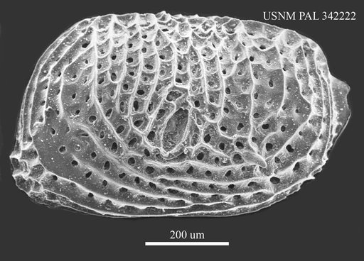 Cytheralison sp.