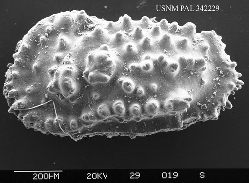 Trachyleberis sp