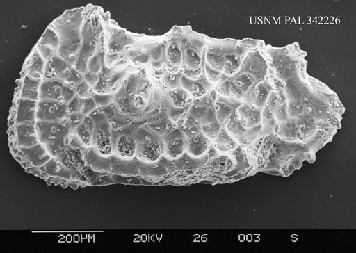 Cythereis sp.