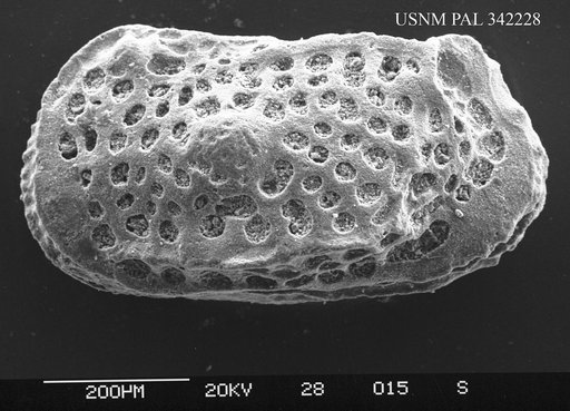 Genus indet. sp. indet.