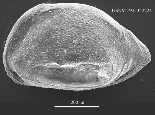 Cytheropteron sp.