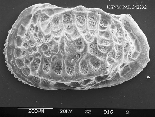 Genus indet. sp. indet.