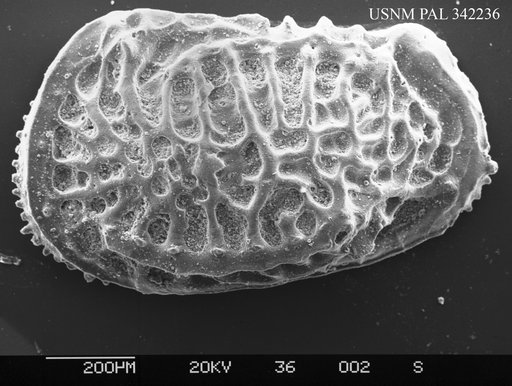 Poseidonamicus sp
