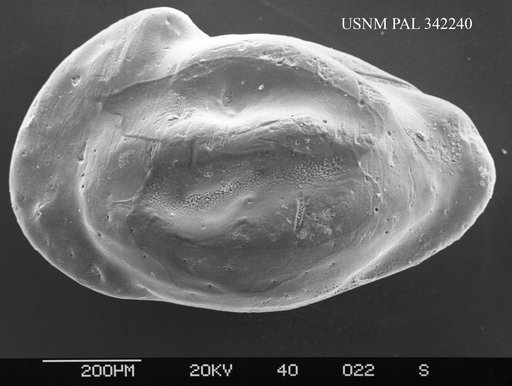Genus indet. sp. indet.