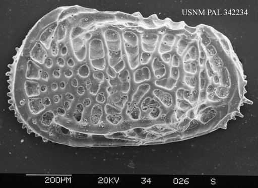 Poseidonamicus sp