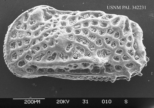 Genus indet. sp. indet.