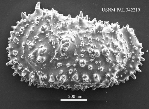 Thalassocythere sp