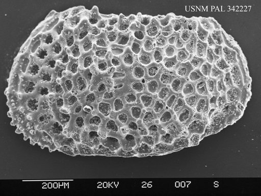 Marwickcythereis sp.