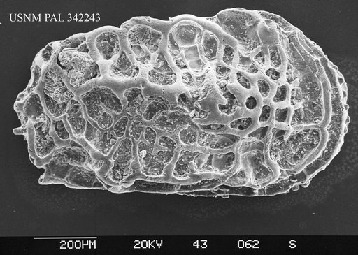 Genus indet. sp. indet.