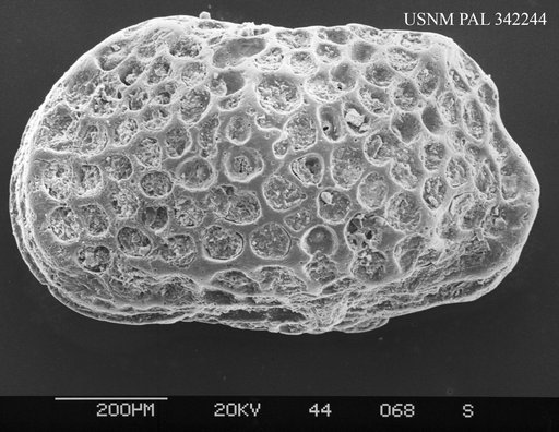 Genus indet. sp. indet.