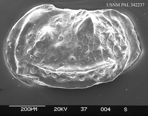 Genus indet. sp. indet.