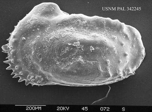 Genus indet. sp. indet.