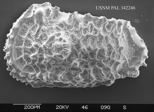 Genus indet. sp. indet.