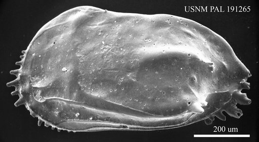 Ruggieria sp.