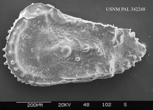Genus indet. sp. indet.