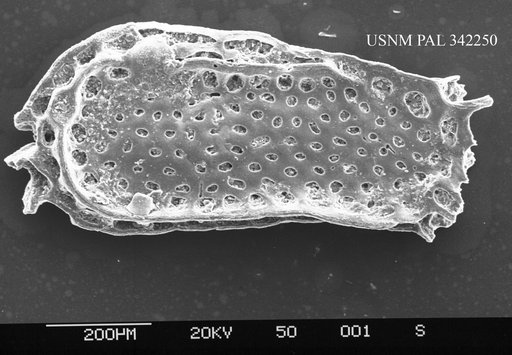 Genus indet. sp. indet.