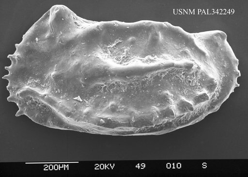 Genus indet. sp. indet.