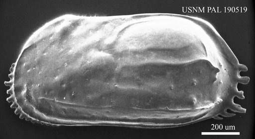 Ruggieria sp.