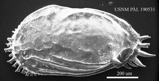 Ruggieria sp.