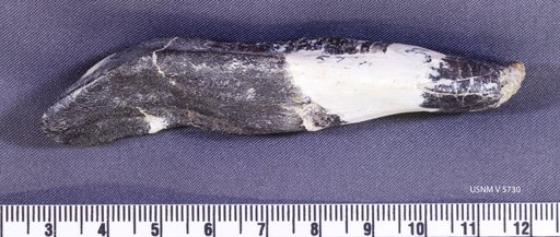 Camarasaurus sp