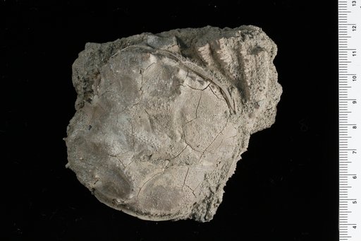 Avitelmessus grapsoideus Rathbun