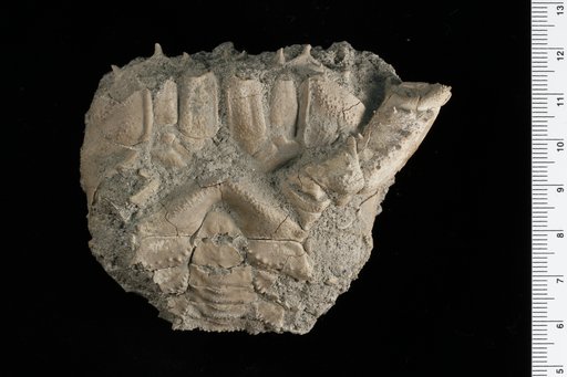 Avitelmessus grapsoideus Rathbun