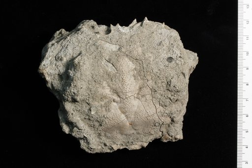 Avitelmessus grapsoideus Rathbun