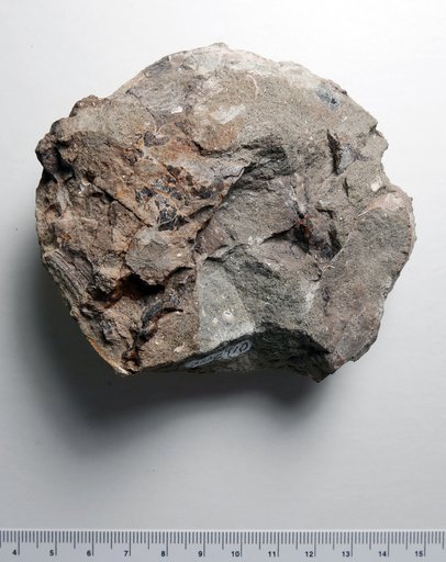 Avitelmessus grapsoideus Rathbun