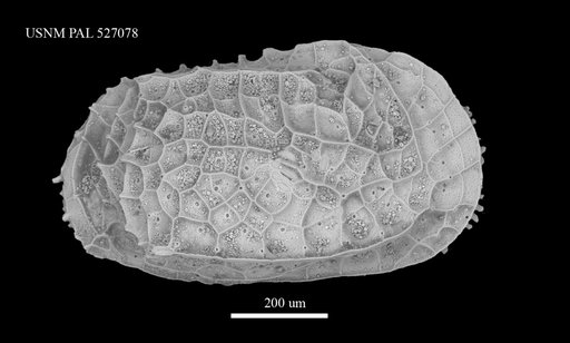 Bradleya dictyon (Brady, 1880)