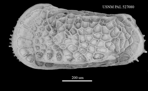 Poseidonamicus anteropunctatus Whatley et al., 1986