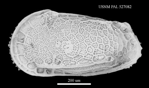Poseidonamicus nudus Benson, 1972