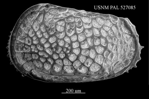 Poseidonamicus sp. 4