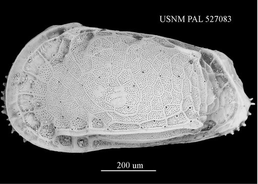 Poseidonamicus nudus Benson, 1972