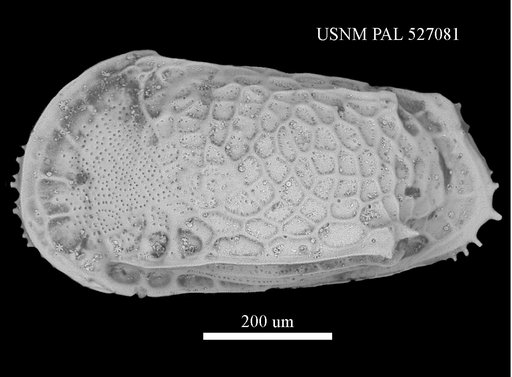 Poseidonamicus praenudus Whatley et al., 1986